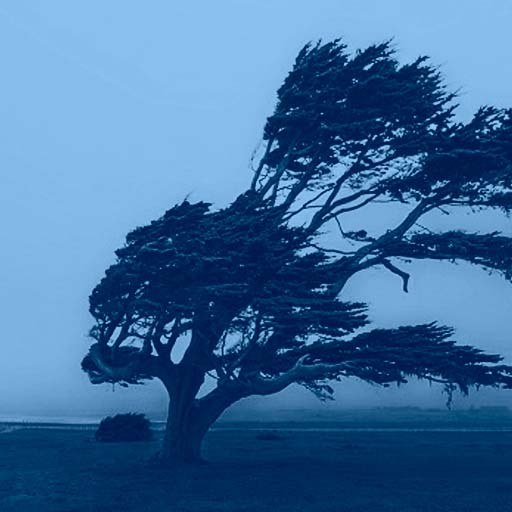 the wind alfie noakes